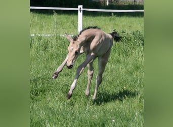 American Quarter Horse, Giumenta, Puledri (04/2025), 155 cm, Pelle di daino