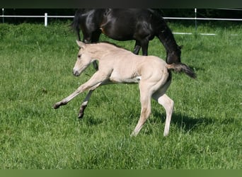American Quarter Horse, Giumenta, Puledri (04/2025), 155 cm, Pelle di daino