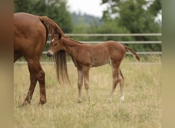American Quarter Horse, Giumenta, Puledri (05/2026), 155 cm, Sauro