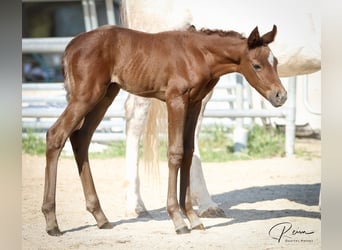American Quarter Horse, Giumenta, , 158 cm, Grigio