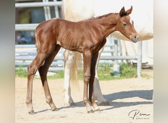 American Quarter Horse, Giumenta, , 158 cm, Grigio