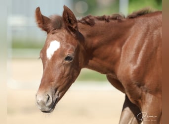 American Quarter Horse, Giumenta, , 158 cm, Grigio