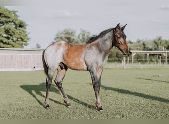 American Quarter Horse, Giumenta, Puledri
 (04/2024), 160 cm, Baio roano