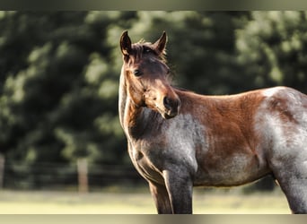 American Quarter Horse, Giumenta, Puledri
 (04/2024), 160 cm, Baio roano