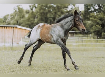 American Quarter Horse, Giumenta, Puledri
 (04/2024), 160 cm, Baio roano