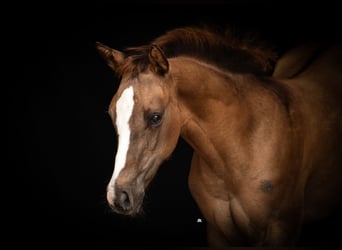 American Quarter Horse, Giumenta, Puledri
 (04/2024), 160 cm, Red dun