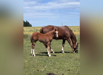 American Quarter Horse, Giumenta, Puledri (03/2025), 160 cm, Sauro