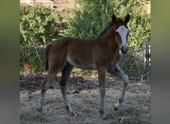 American Quarter Horse, Giumenta, Puledri (08/2024), Baio ciliegia