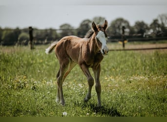 American Quarter Horse, Giumenta, Puledri (05/2026), Baio
