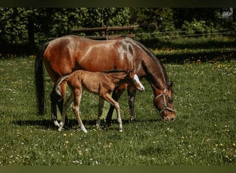 American Quarter Horse, Giumenta, Puledri (05/2026), Baio
