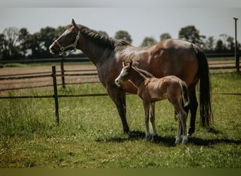 American Quarter Horse, Giumenta, Puledri (05/2026), Baio