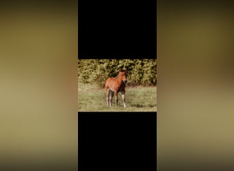 American Quarter Horse, Giumenta, Puledri (03/2026), Baio