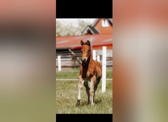 American Quarter Horse, Giumenta, Puledri (03/2026), Baio