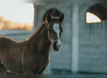 American Quarter Horse, Giumenta, Puledri (01/2026), Baio