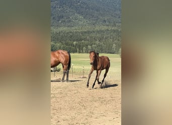 American Quarter Horse, Giumenta, Puledri (03/2026), Baio