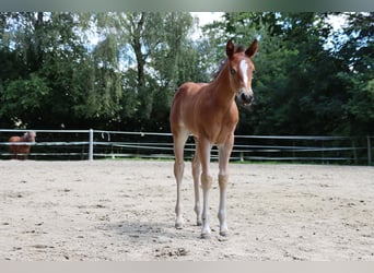 American Quarter Horse, Giumenta, Puledri
 (06/2024), Baio