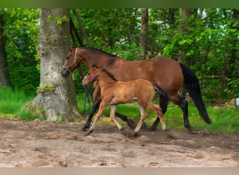 American Quarter Horse, Giumenta, Puledri (03/2026), Baio
