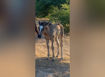 American Quarter Horse Mix, Giumenta, Puledri (06/2026), Baio scuro