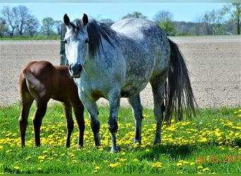 American Quarter Horse, Giumenta, 