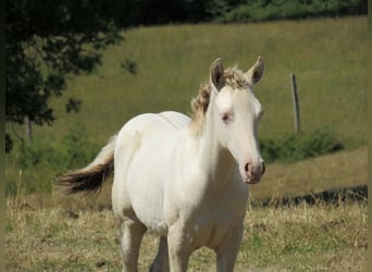 American Quarter Horse, Giumenta, Puledri (04/2026), Champagne