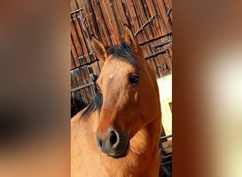 American Quarter Horse, Giumenta, Puledri
 (04/2024), Falbo