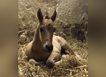 American Quarter Horse, Giumenta, Puledri
 (04/2024), Falbo