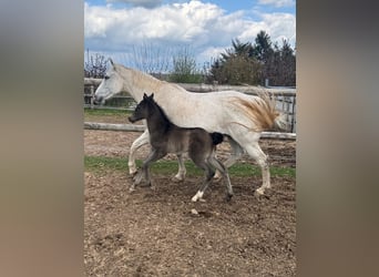 American Quarter Horse, Giumenta, Puledri (04/2026), Morello