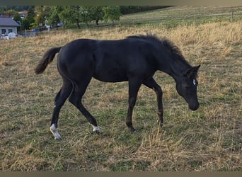 American Quarter Horse, Giumenta, Puledri (05/2026), Morello