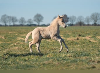 American Quarter Horse, Giumenta, , Palomino