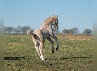 American Quarter Horse, Giumenta, , Palomino