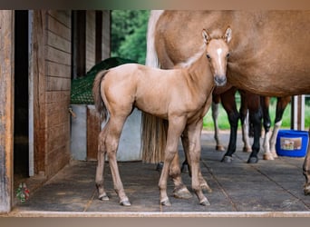 American Quarter Horse, Giumenta, Puledri (06/2026), Palomino
