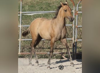 American Quarter Horse, Giumenta, Puledri (05/2026), Pelle di daino