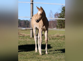 American Quarter Horse, Giumenta, Puledri (02/2026), Pelle di daino