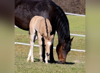 American Quarter Horse, Giumenta, Puledri (02/2026), Pelle di daino
