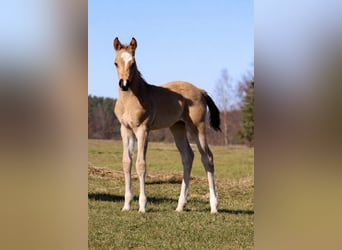 American Quarter Horse, Giumenta, Puledri (02/2026), Pelle di daino
