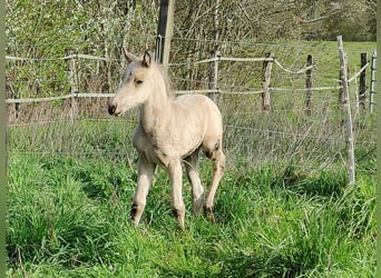American Quarter Horse, Giumenta, Puledri
 (01/2023), Pelle di daino