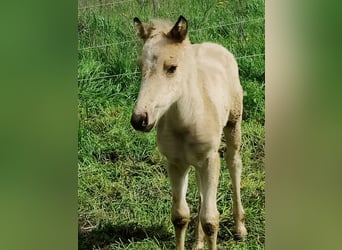 American Quarter Horse, Giumenta, Puledri
 (01/2023), Pelle di daino