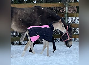 American Quarter Horse, Giumenta, Puledri (01/2026), Pelle di daino