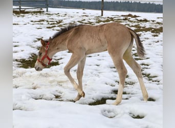 American Quarter Horse, Giumenta, Puledri (01/2026), Pelle di daino