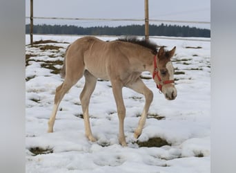 American Quarter Horse, Giumenta, Puledri (01/2026), Pelle di daino