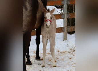 American Quarter Horse, Giumenta, Puledri (01/2026), Pelle di daino