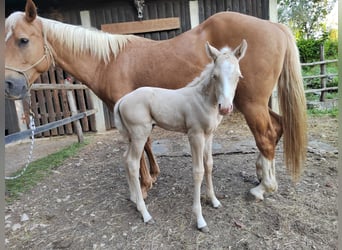 American Quarter Horse, Giumenta, , Perlino