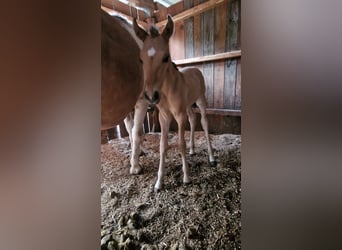 American Quarter Horse, Giumenta, Puledri (07/2024), Red dun