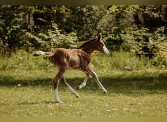 American Quarter Horse, Giumenta, Puledri (04/2026)