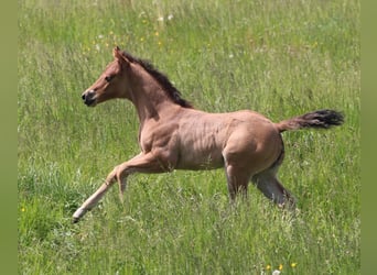 American Quarter Horse, Giumenta, Puledri
 (04/2024)