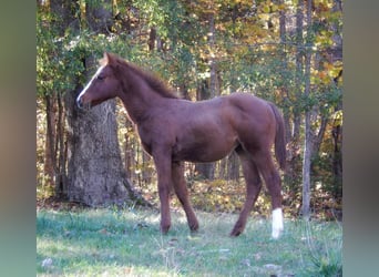 American Quarter Horse, Giumenta, Puledri
 (05/2023), Sauro ciliegia