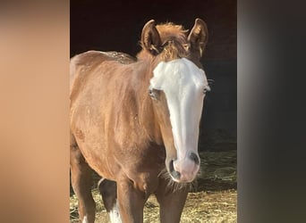 American Quarter Horse, Giumenta, Puledri
 (05/2023), Sauro