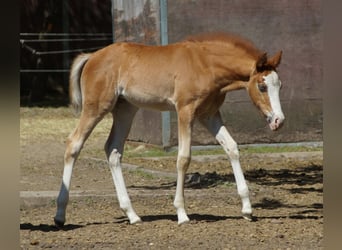 American Quarter Horse, Giumenta, Puledri (01/2026), Sauro