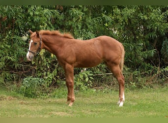 American Quarter Horse, Giumenta, Puledri (05/2026), Sauro scuro