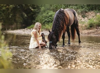 American Quarter Horse, Hengst, 10 Jaar, 147 cm, Zwart
